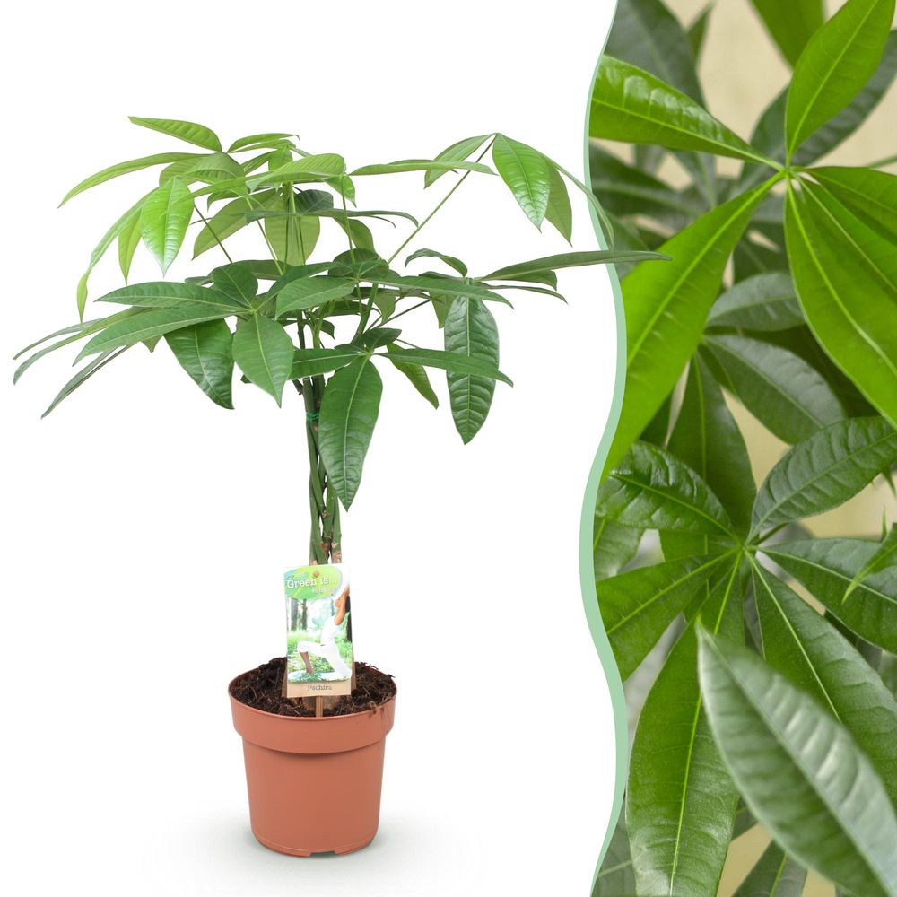 Pachira aquatica - arbre à argent - pot de 17cm - hauteur 60-70cm - plantes d'intérieur