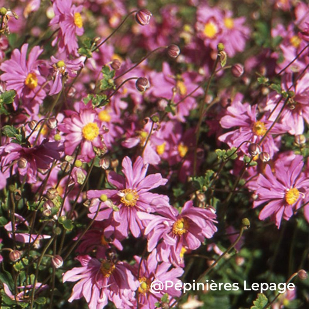 3 anémones du japon 'rubra plena' (eriocapitella x hybrida 'rubra plena')