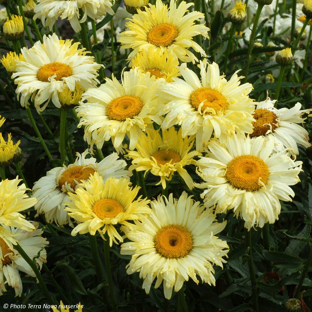 Marguerite 'goldfinch' godet de 8/9 cm