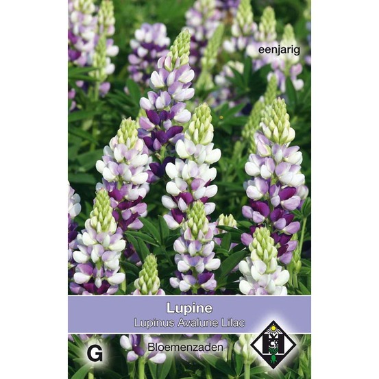 Lupin 'avalune lilac' le sachet de 40 graines environ (1g)