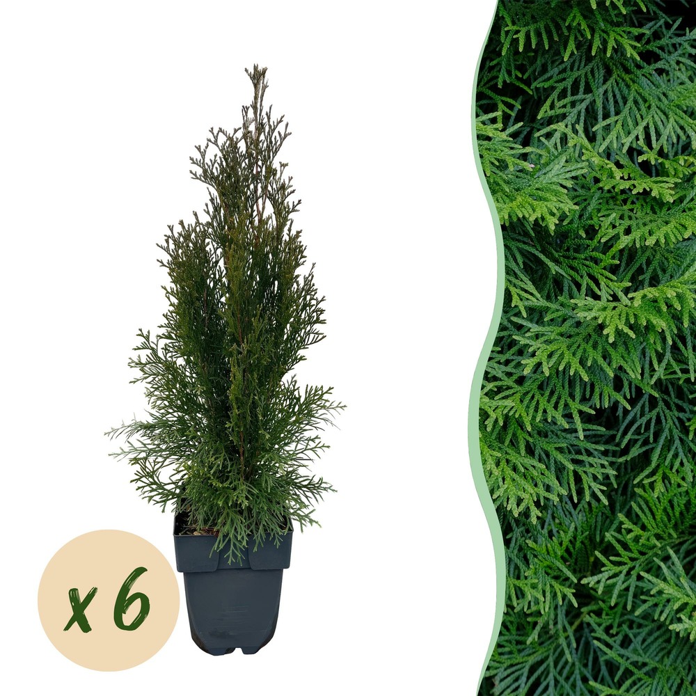Thuja occidentalis smaragd – lot de 6 – hauteur 60 cm