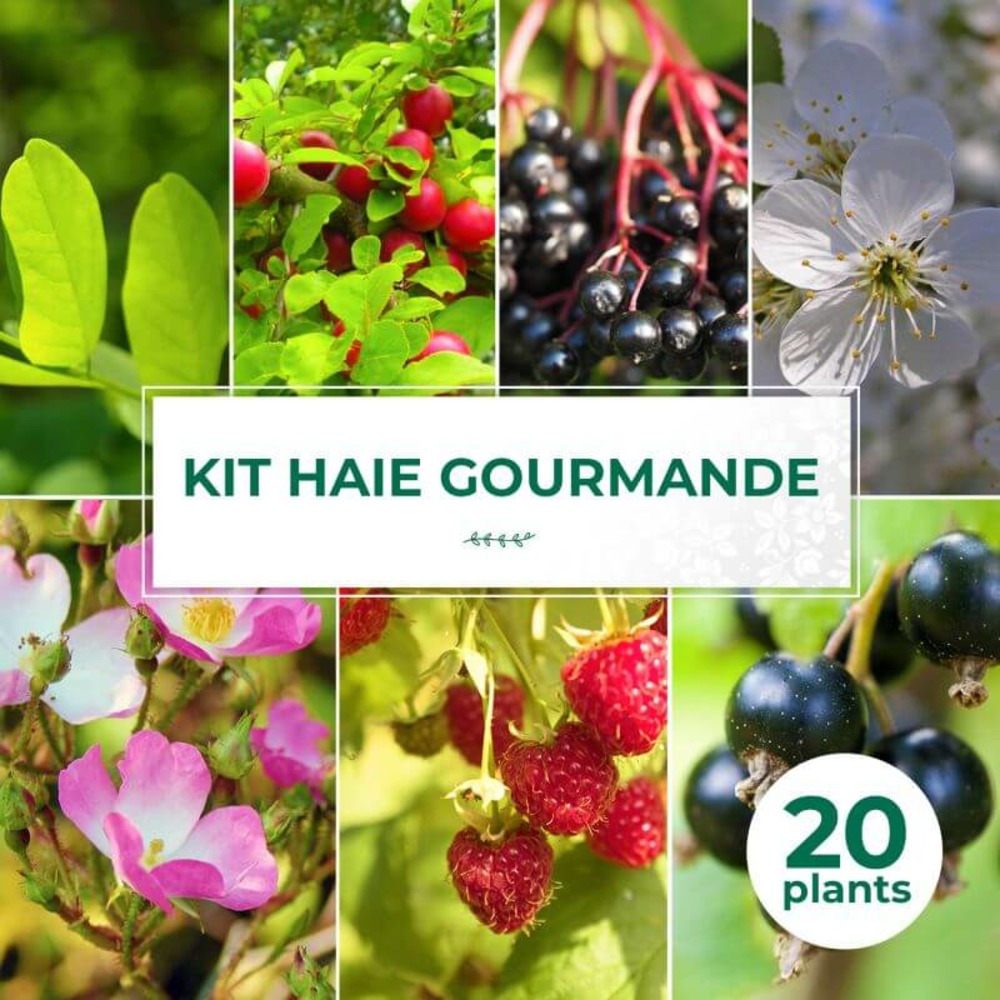 Kit haie gourmande - 20 jeunes plants - 20 jeunes plants : taille 20/40cm