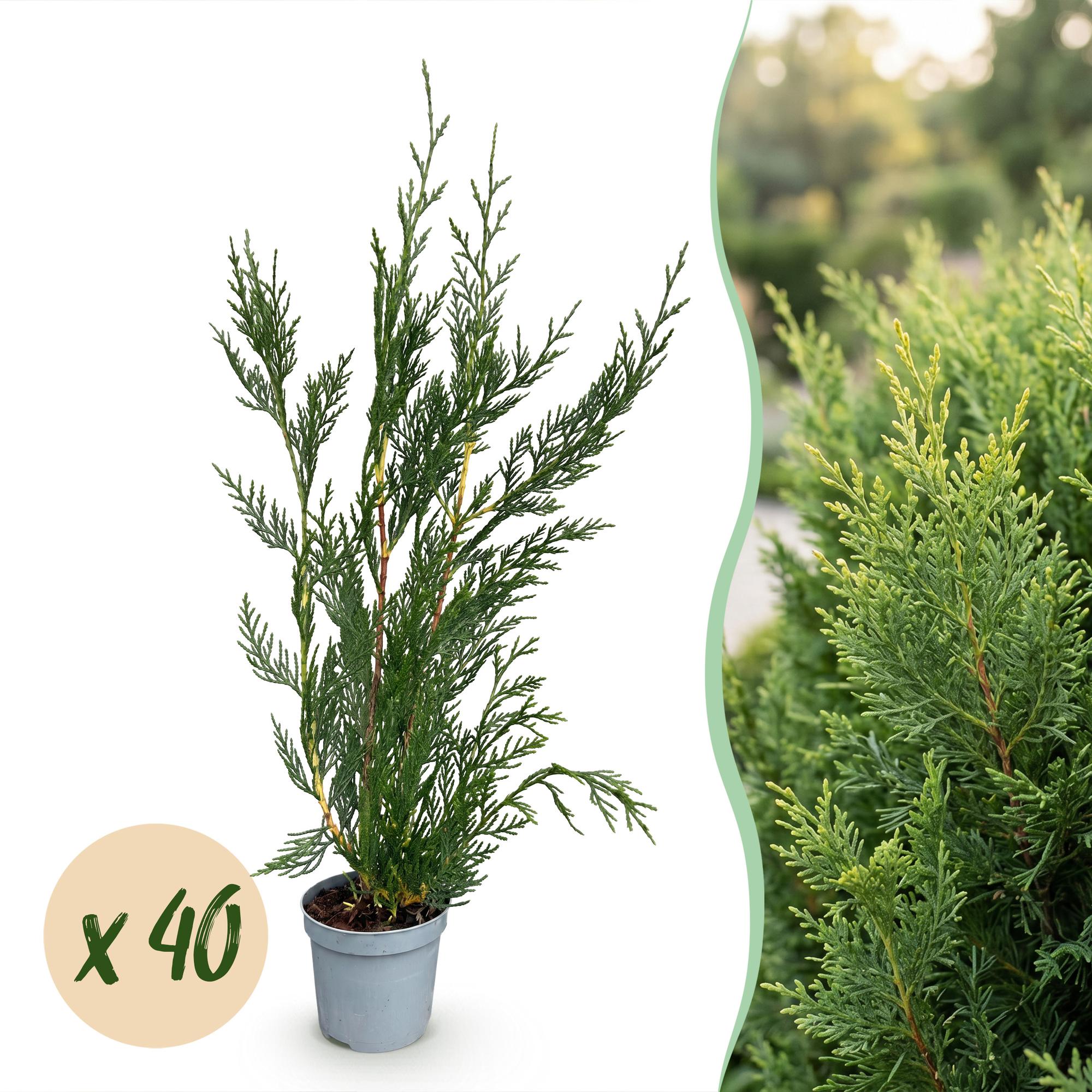 Cyprès de leyland 2011 - lot de 40 - pot 9 cm - hauteur 30-40 cm