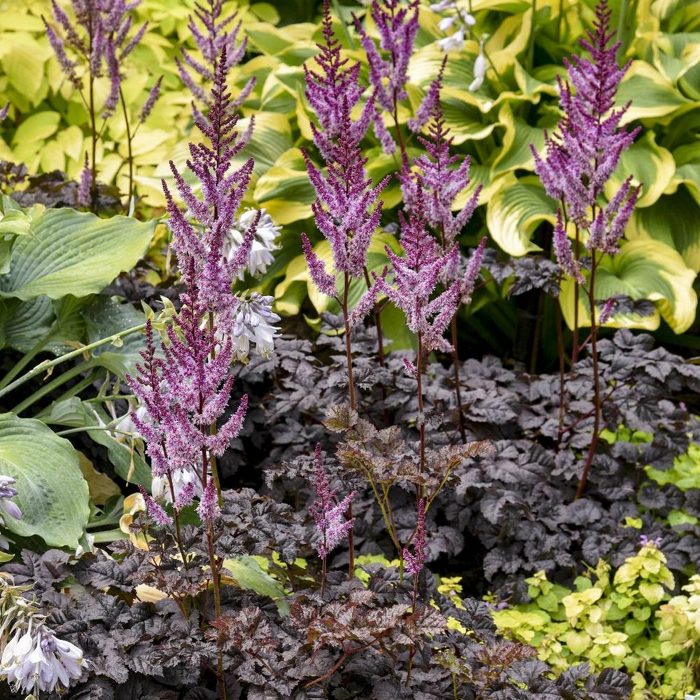 Astilbe darkside of the moon® - le pot / ø 9cm