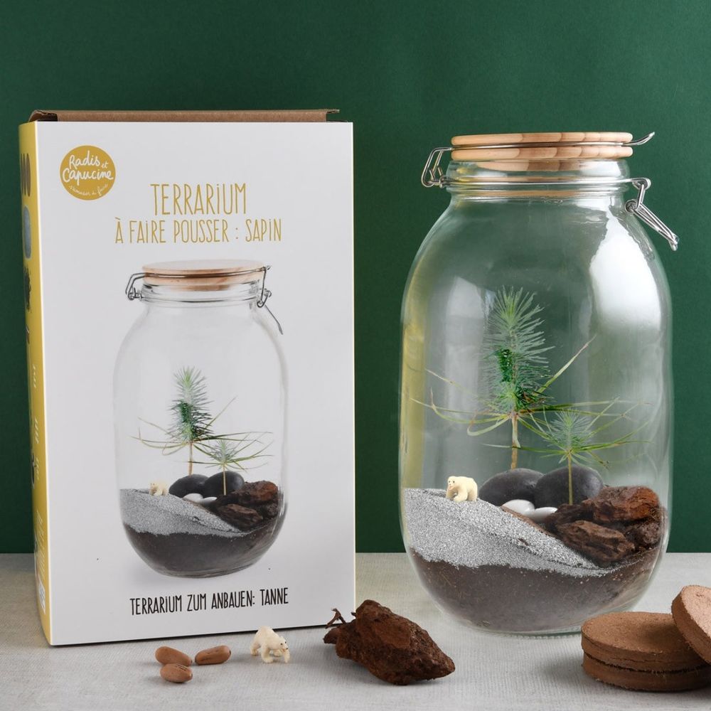 Terrarium végétal à faire soi-même - sapin de noël