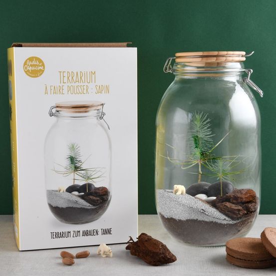 Terrarium végétal à faire soi-même - sapin de noël