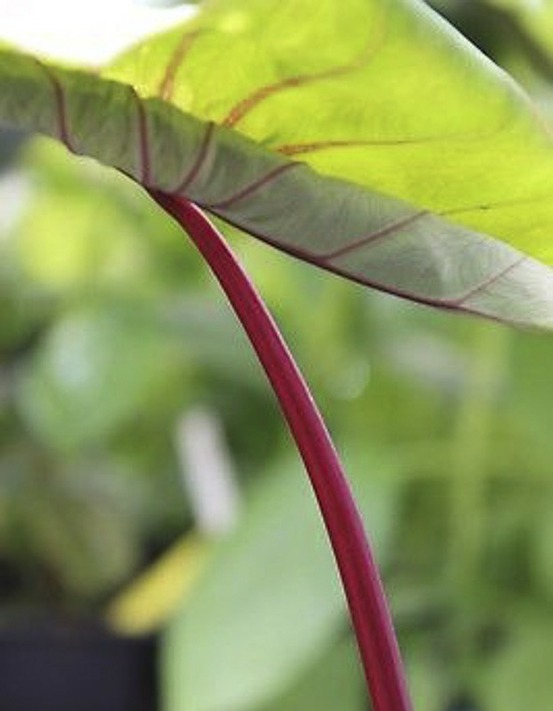 Taro, madère, chou-chine 'sangria' pot de 3l/4l