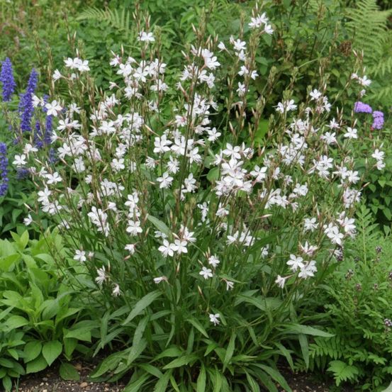 Gaura summer breeze godet - 5/20 cm