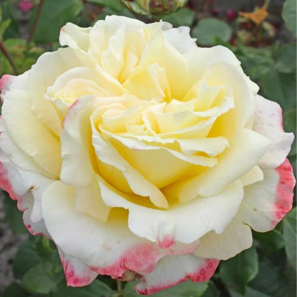 Rosier hybride blanc bicolore athena - racines nues