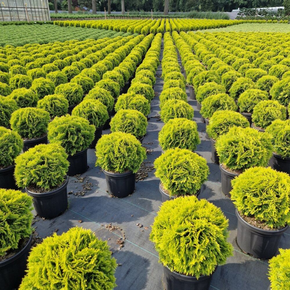 Thuya occidental mirjam - thuja occidentalis mirjam 25/30cm pot 6l
