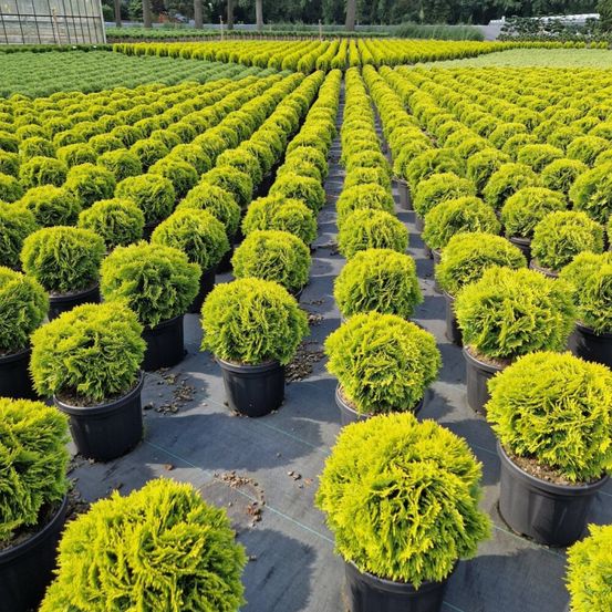 Thuya occidental mirjam - thuja occidentalis mirjam 25/30cm pot 6l