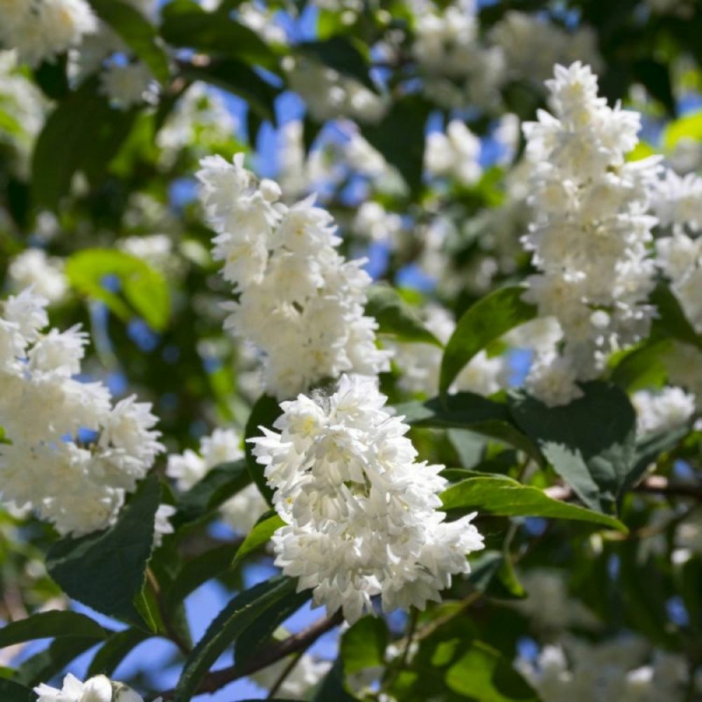 DEUTZIA GF H20A40-(766501)