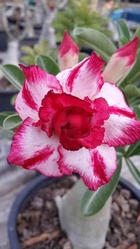 Adenium obesum cv.phet mongkon   rose - taille caudex d'environ 300g 20/25cm