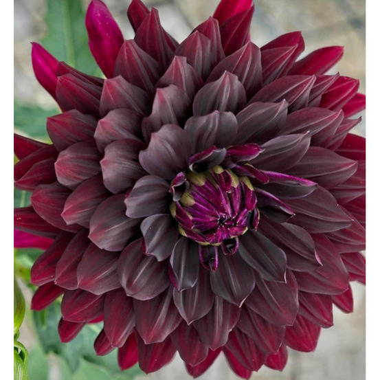 Bulbe de dahlia cactus noir désire sachet de 1 bulbe