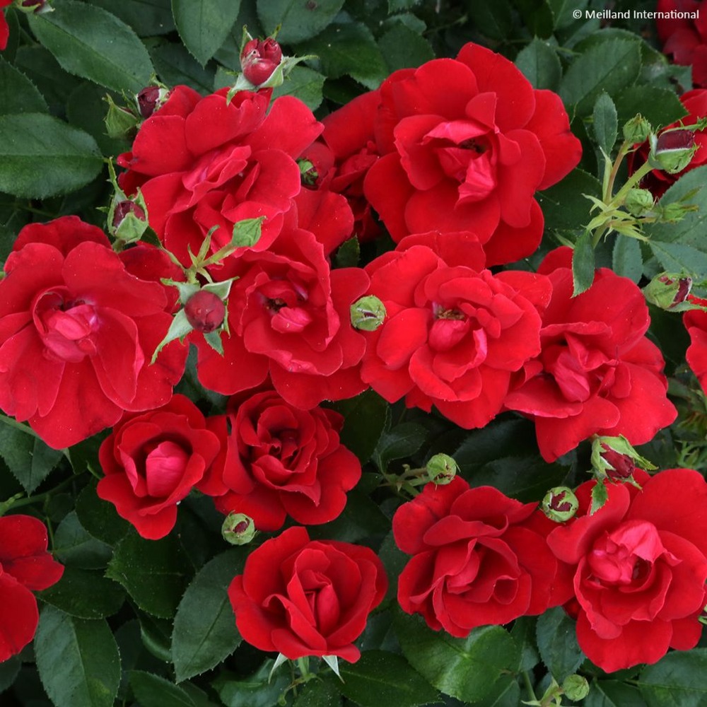 Rosier moderne 'moulin rouge' pot de 2l/3l