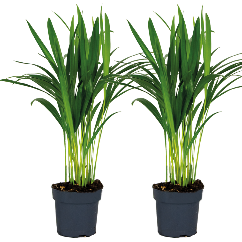 Lot de 2 - dypsis lutescens - palmier doré - plante d’intérieur - ⌀12 cm - 20-25 cm