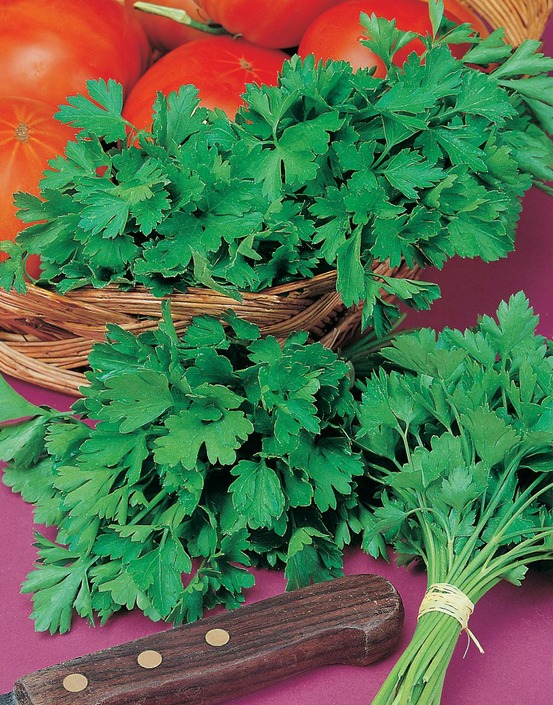 Persil commun 2 - 5 g