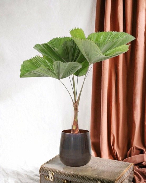 Licuala grandis palmier 140cm - plante d'intérieur