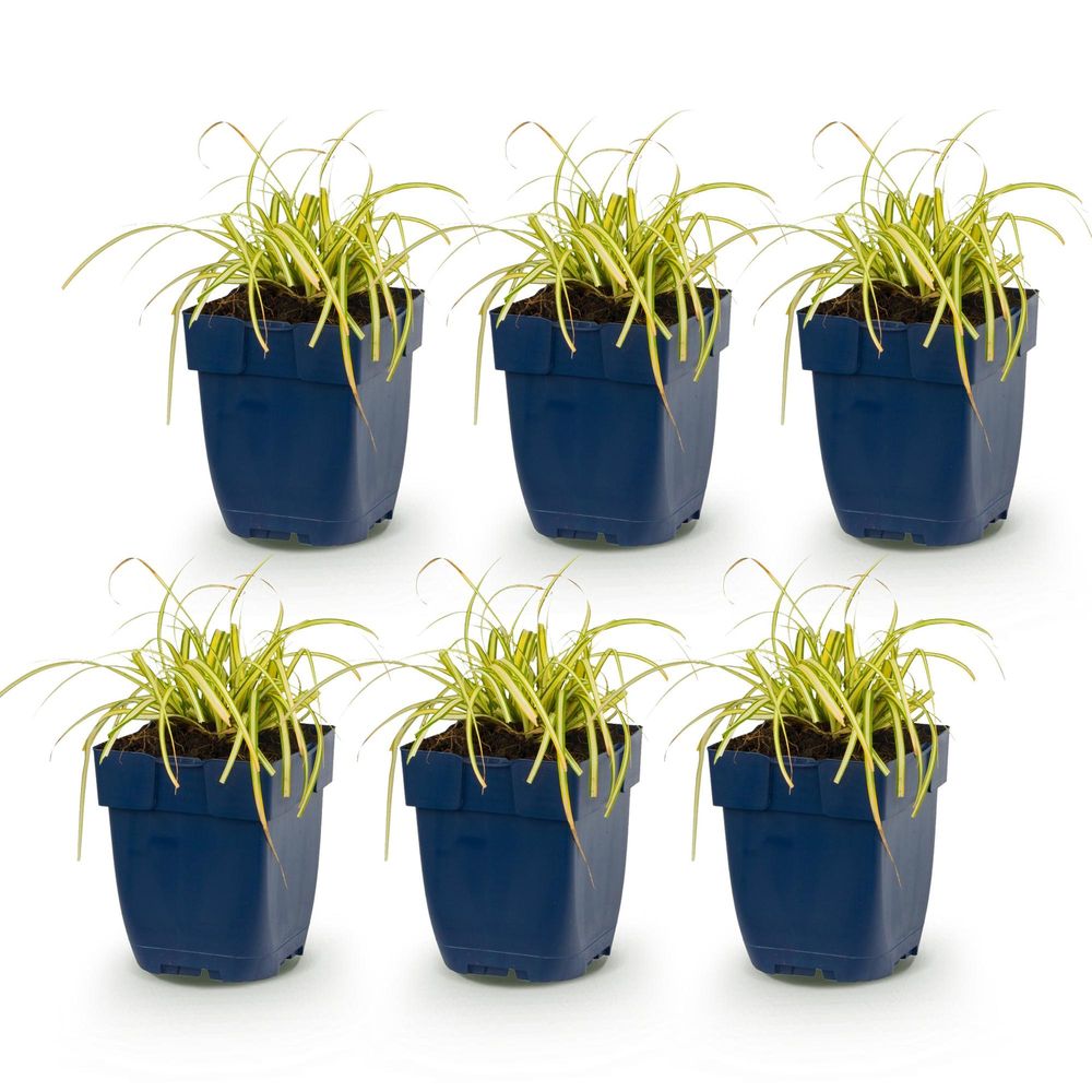 Laîche 'evergold' - lot de 6 - pot 11 cm - hauteur 25 cm - plante d'extérieur