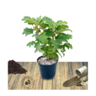 Hortensia quercifolia alice/hydrangea quercifolia alice[-]pot de 4l - 40/60 cm