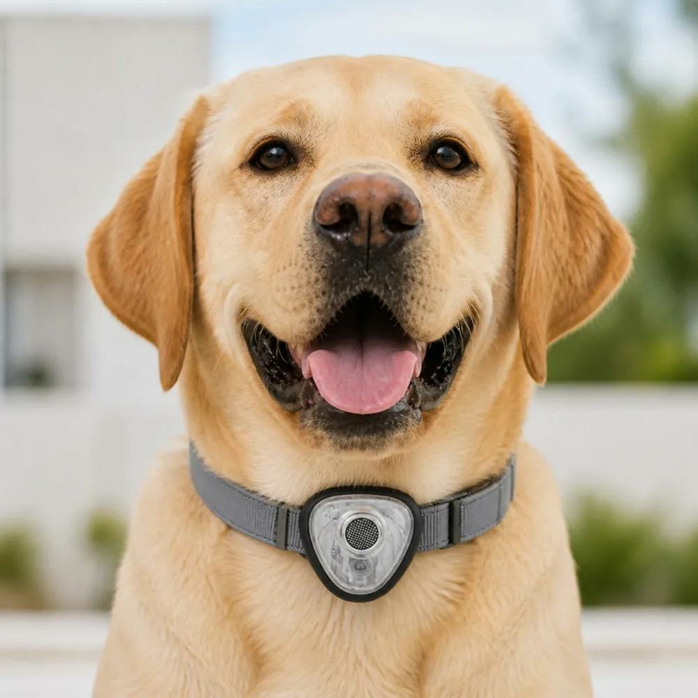 Répulsif électronique anti tiques et puces pour chien et chats orange