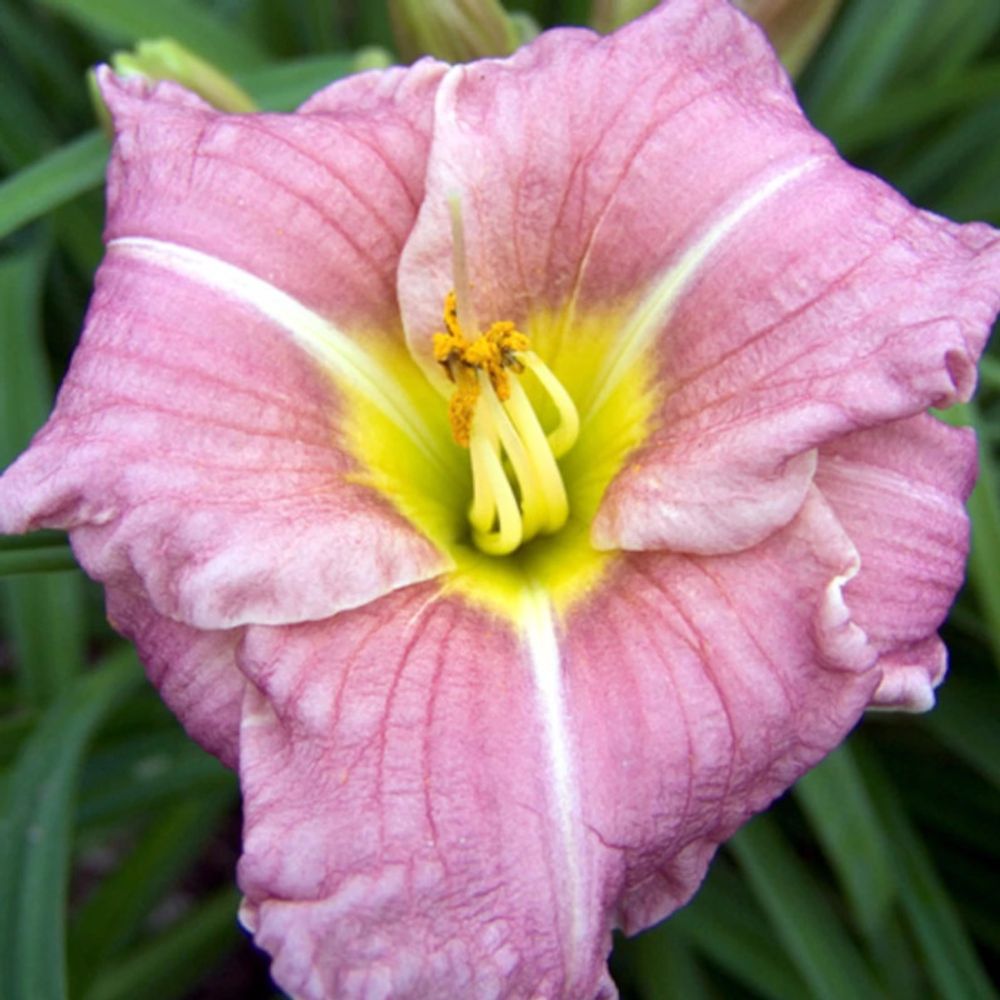 Hémérocalle romantic rose lot de 9 godets