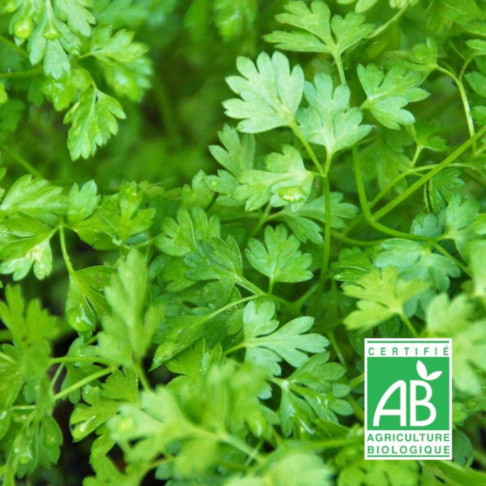 Graines de cerfeuil commun - sans traitement - vilmorin sachet