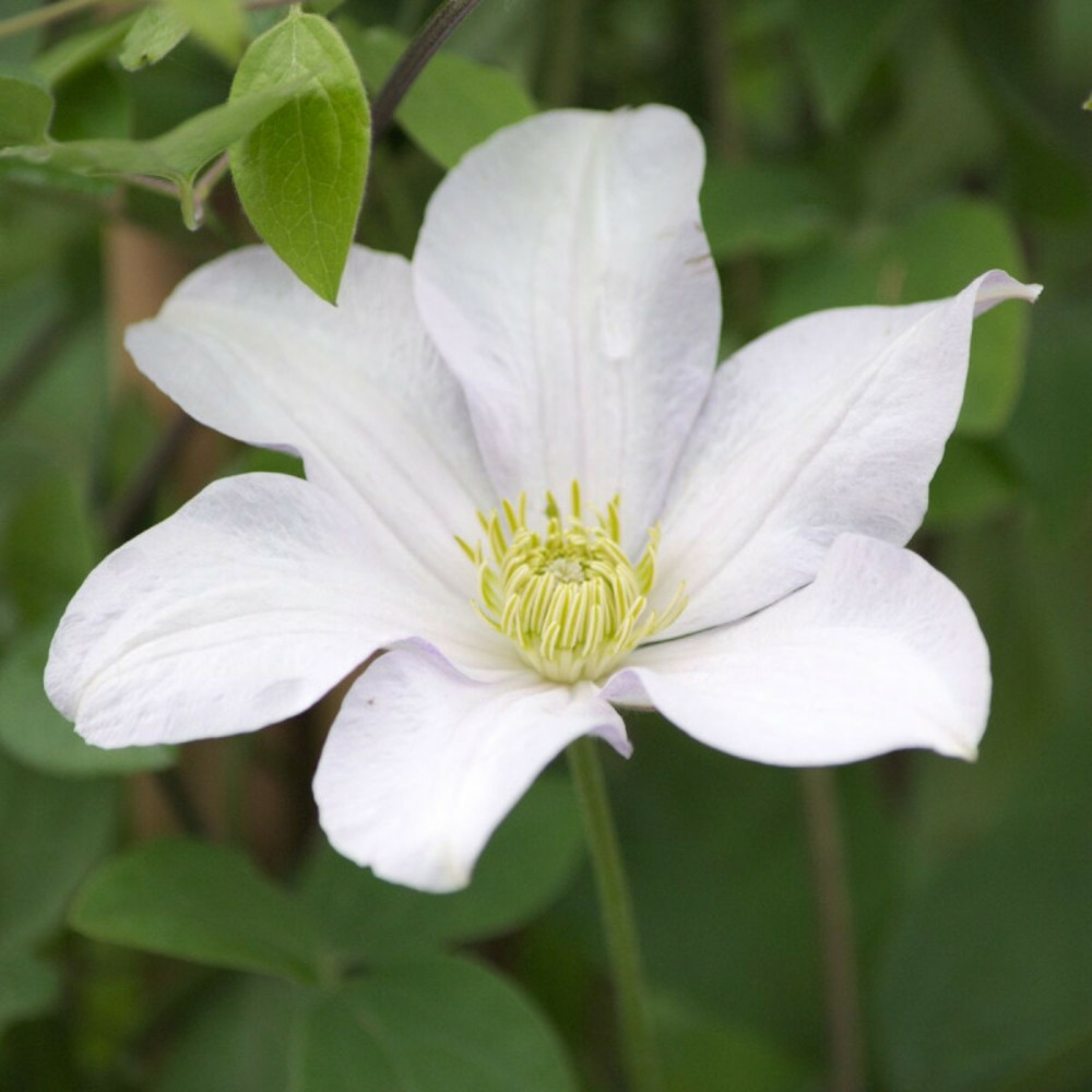Clématite huldine pot de 1,5l - tuteur bambou 30/60 cm