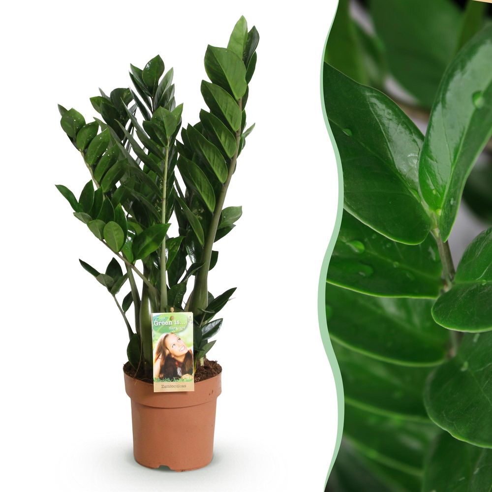 Zamioculcas - zz-plant - plantes d'intérieur