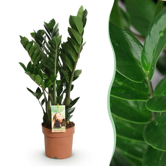 Zamioculcas - zz-plant - plantes d'intérieur