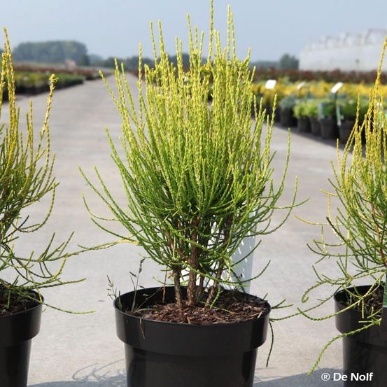 Thuya de chine 'franky boy' pot de 7,5l/10l
