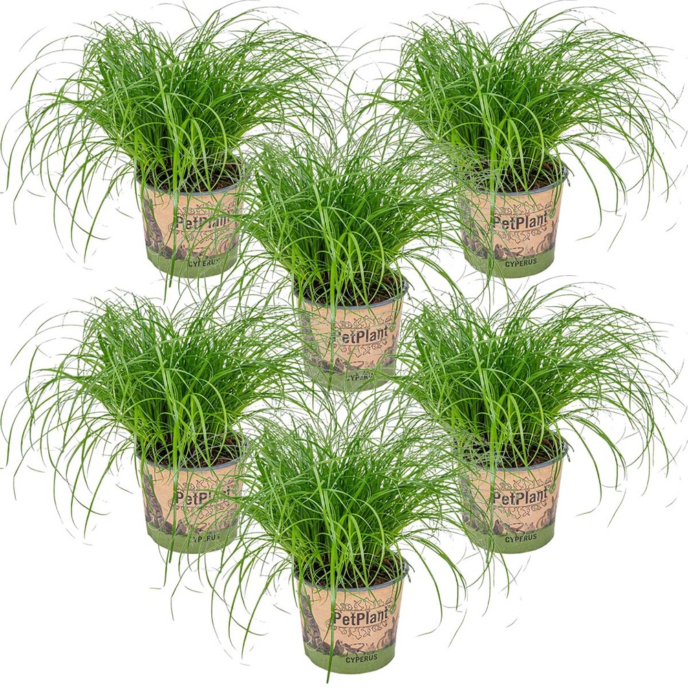 Lot de 6 - cyperus zumula - herbe à chat - plante d’intérieur - 20-30 cm de haut - pot 12 cm