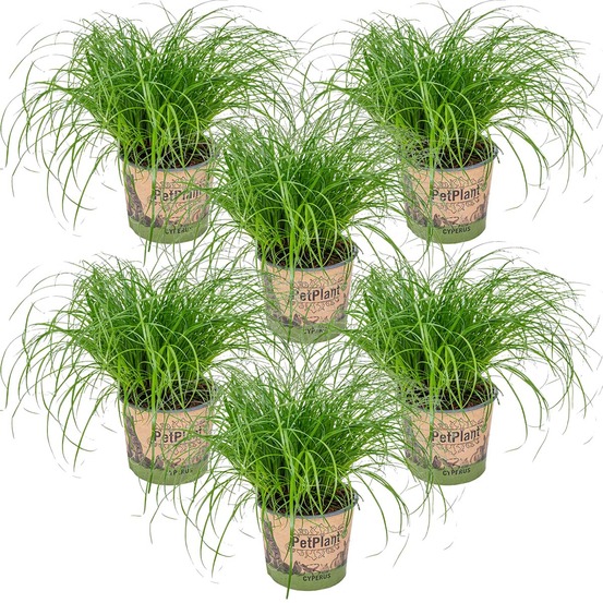 Lot de 6 - cyperus zumula - herbe à chat - plante d’intérieur - 20-30 cm de haut - pot 12 cm