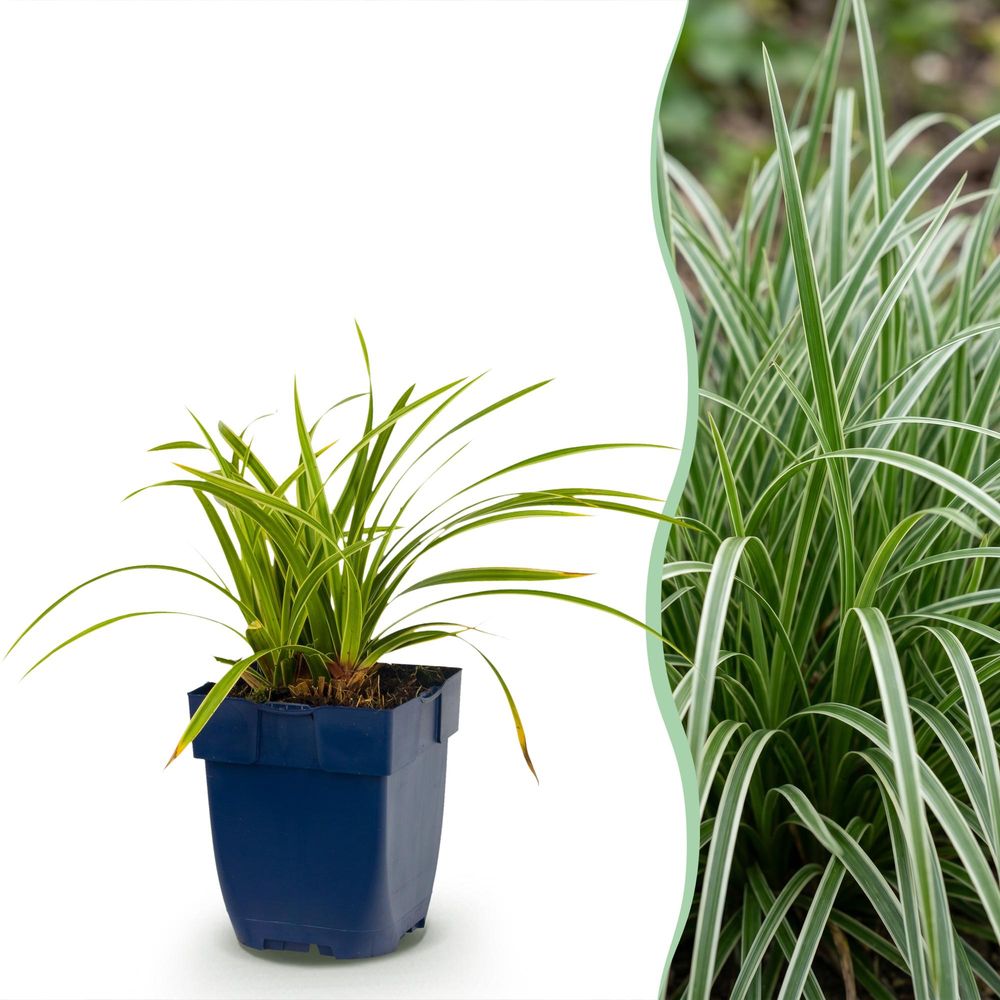 Laîche 'ice dance' - lot de 24 - pot 11 cm - hauteur 25 cm