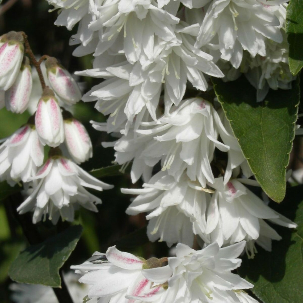 Deutzie pride of rochester, deutzia pot de 4l - 20/40 cm