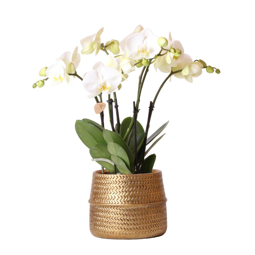 Orchidée phalaenopsis 'jewel ghent' blanche (phalaenopsis) - pot de 12cm - rainuré doré - plantes d'intérieur