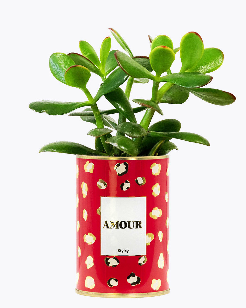 Plante à message - amour - cactus - finitions gold