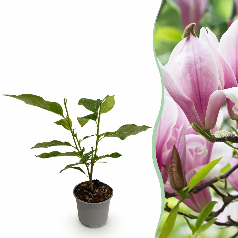 Magnolia george henry kern – pot 12 cm – hauteur 30 cm