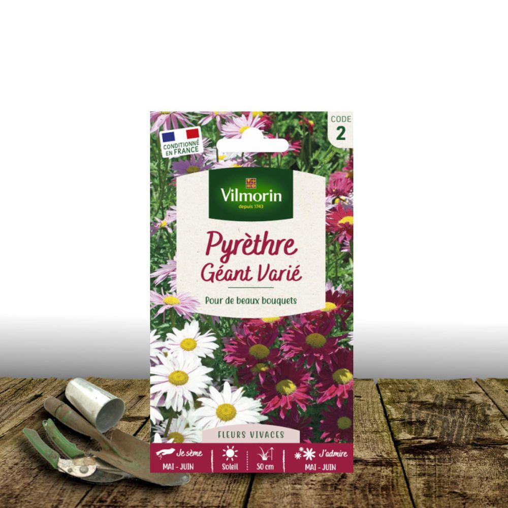 Graines de pyrèthre géant varié - vilmorin sachet