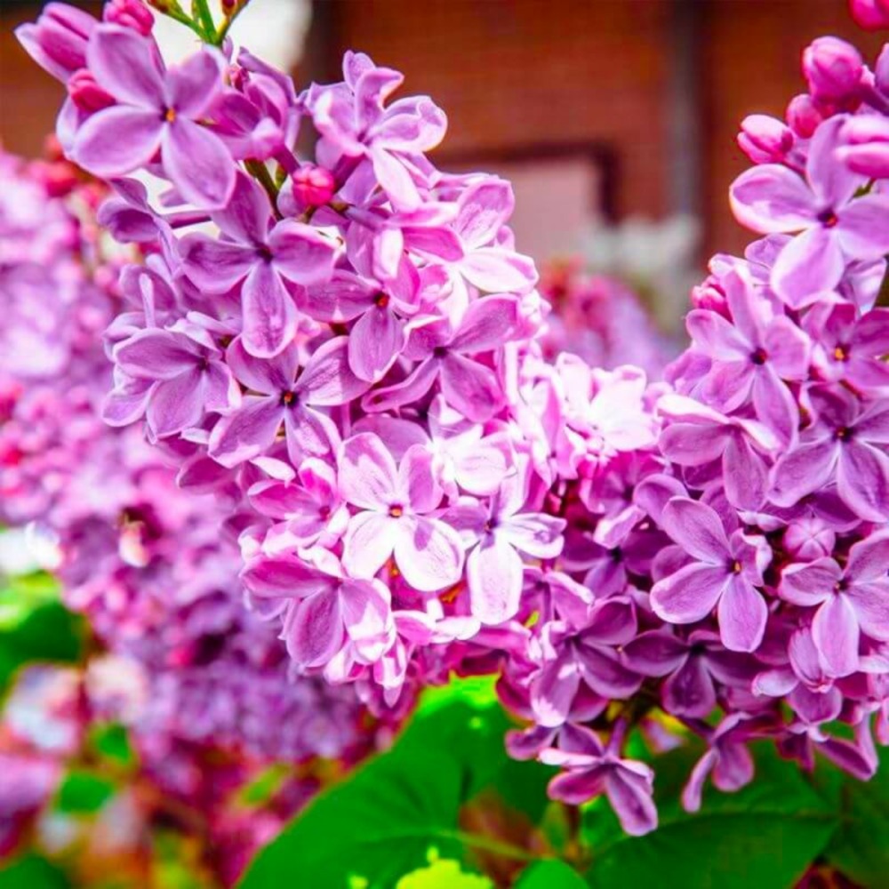Lilas commun 'amethyst' (syringa vulgaris)