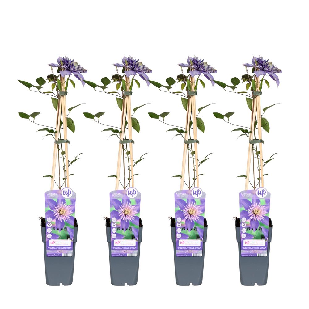 Lot de 4 - clematis multi bleu - h65 cm - ø15 cm - plante d'extérieur