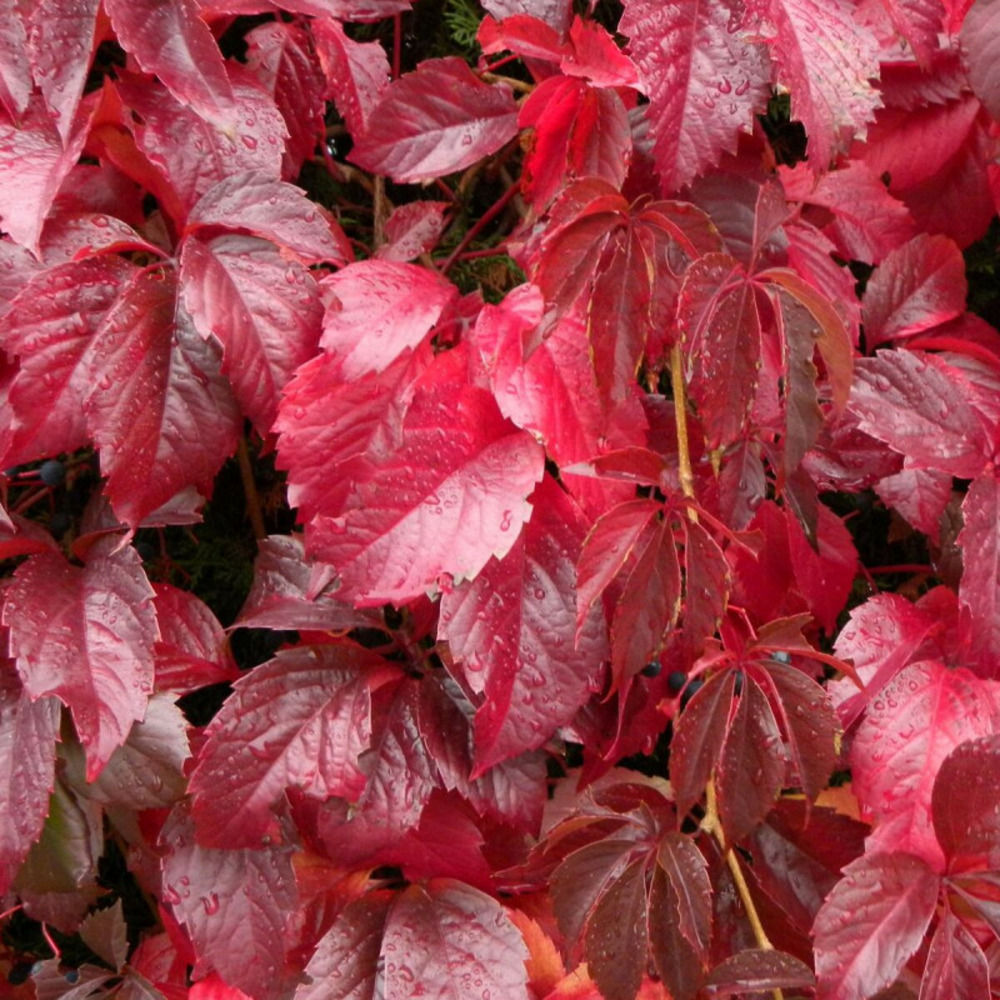 Vigne vierge quinquefolia pot de 1,5l - tuteur bambou 30/60 cm