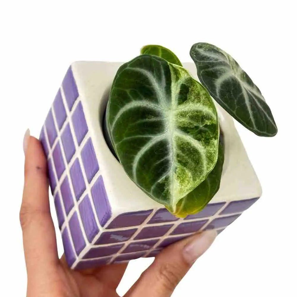 Alocasia ninja variegata - pot de 6cm - plantes d'intérieur