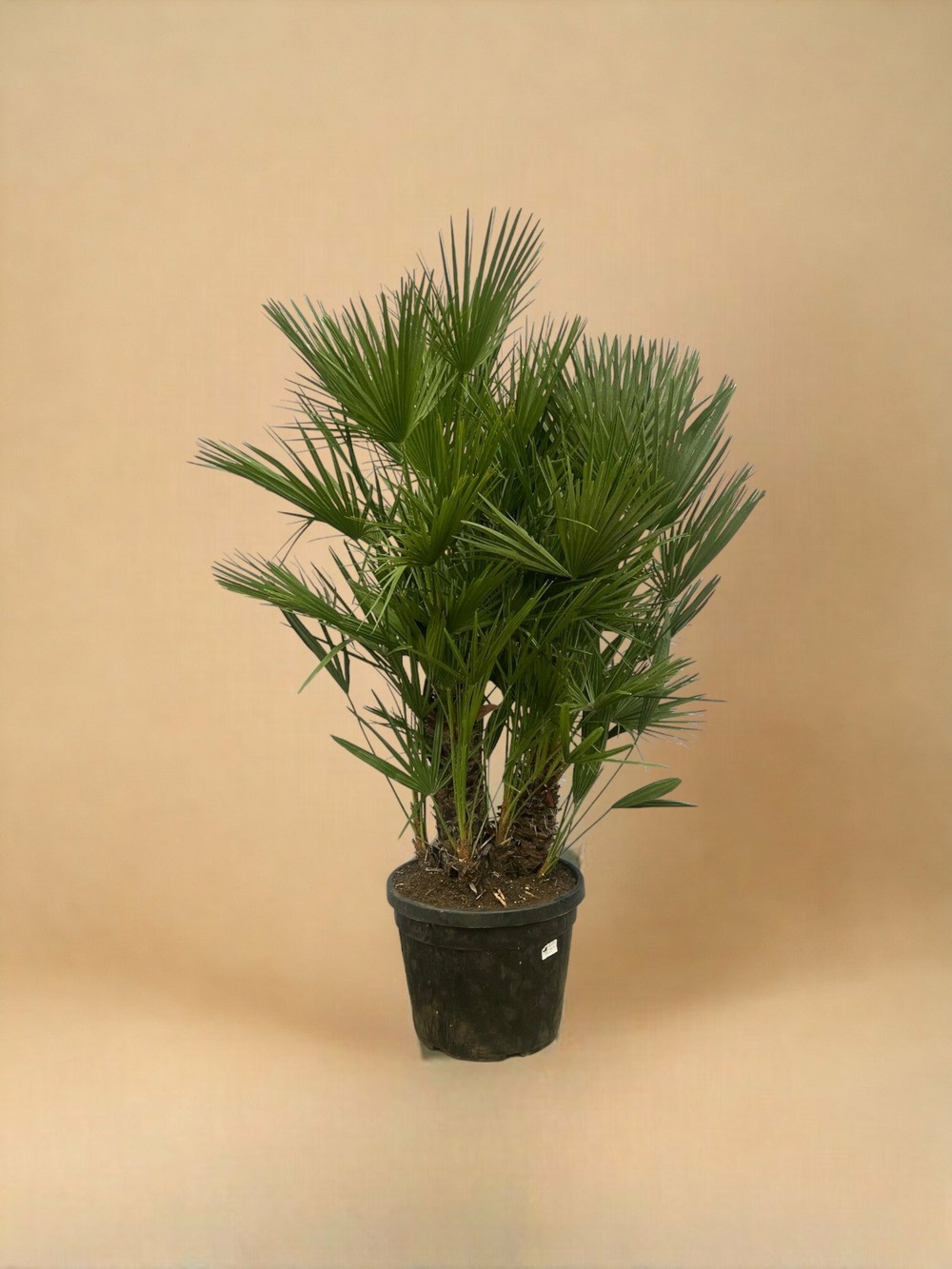 Chamaerops humilis h180cm
