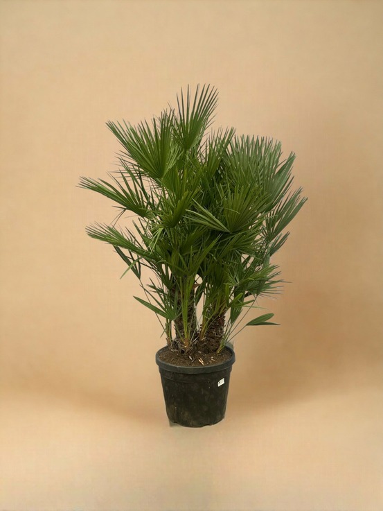 Chamaerops humilis h180cm