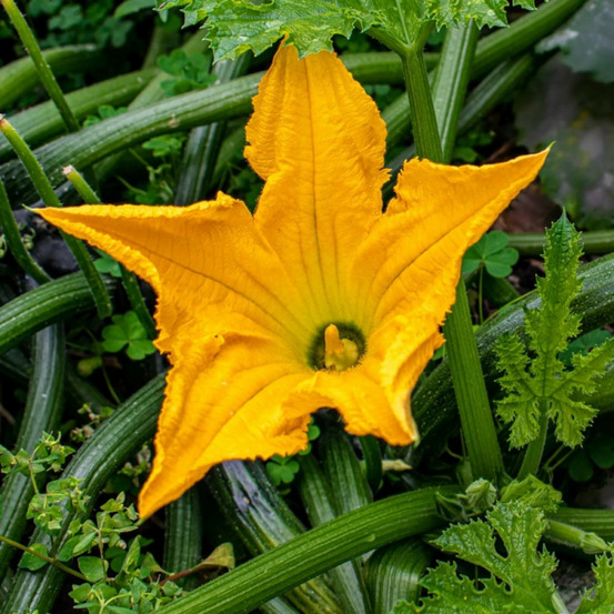 Plant de courgette à fleurs gabbiano hf1 godet
