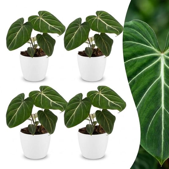 Philodendron gloriosum - pot de 12cm - plantes d'intérieur