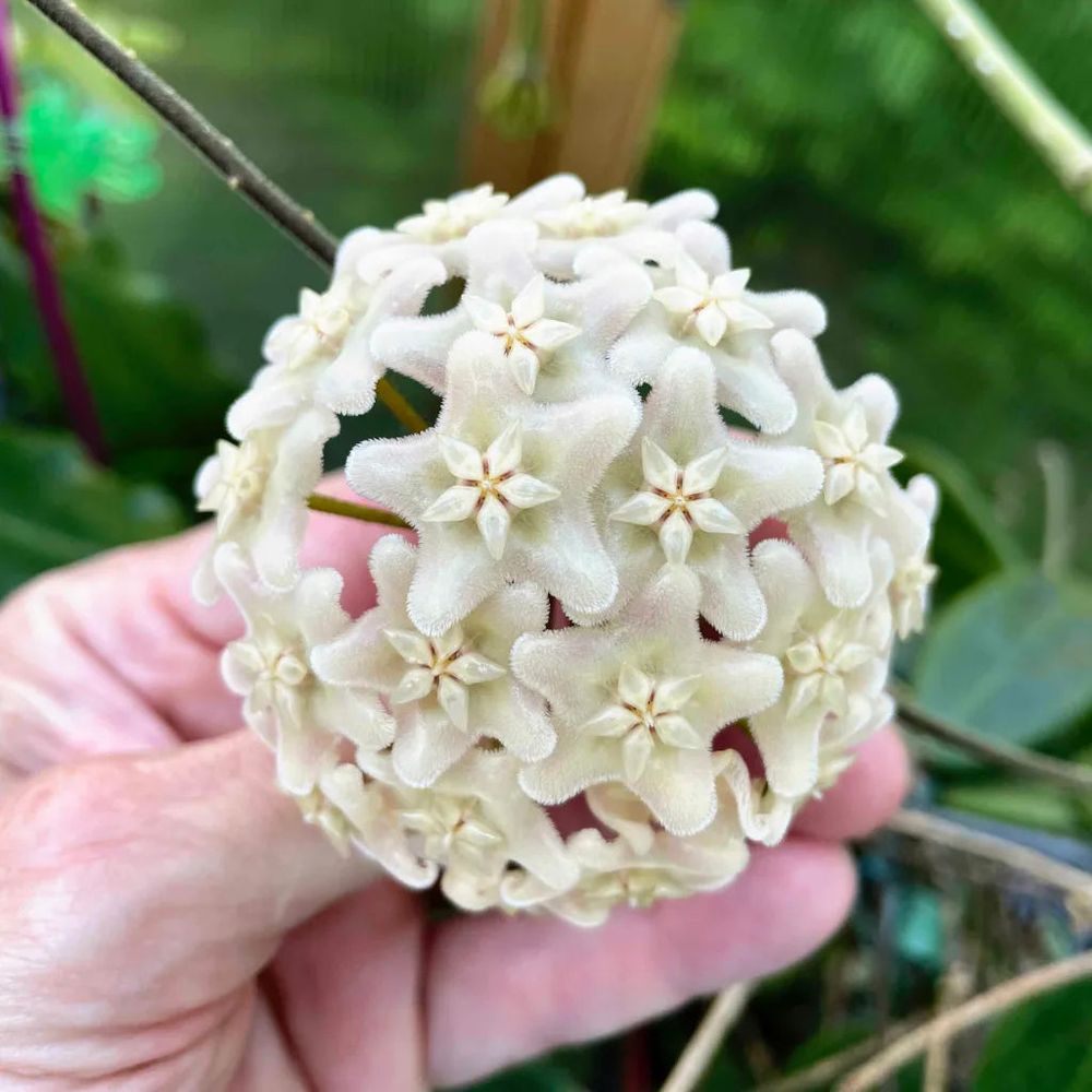 Hoya vangviengiensis - pot de 6cm