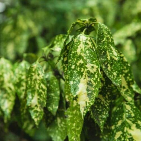 Aucuba à feuilles de croton (aucuba japonica 'crotonifolia')