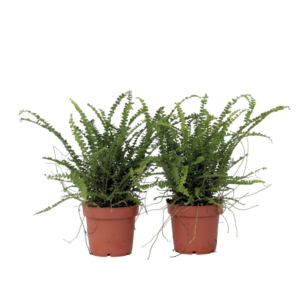 Fougère de duff - set de 2 - nephrolepis 'duffii' - hauteur 25-40cm - ⌀12cm